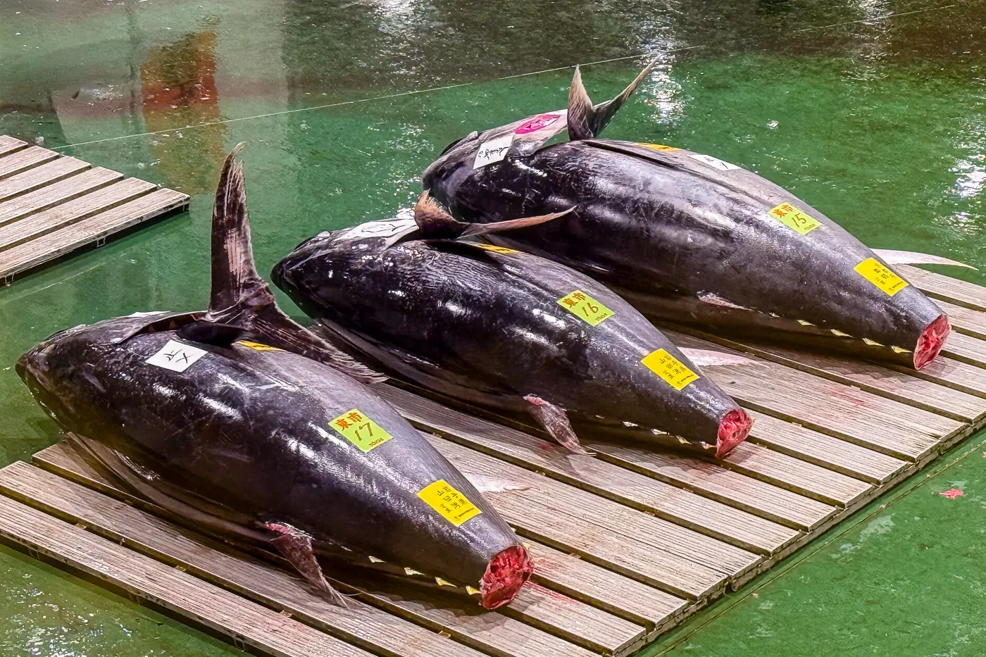 Fresh tuna at Toyosu Market tuna auction