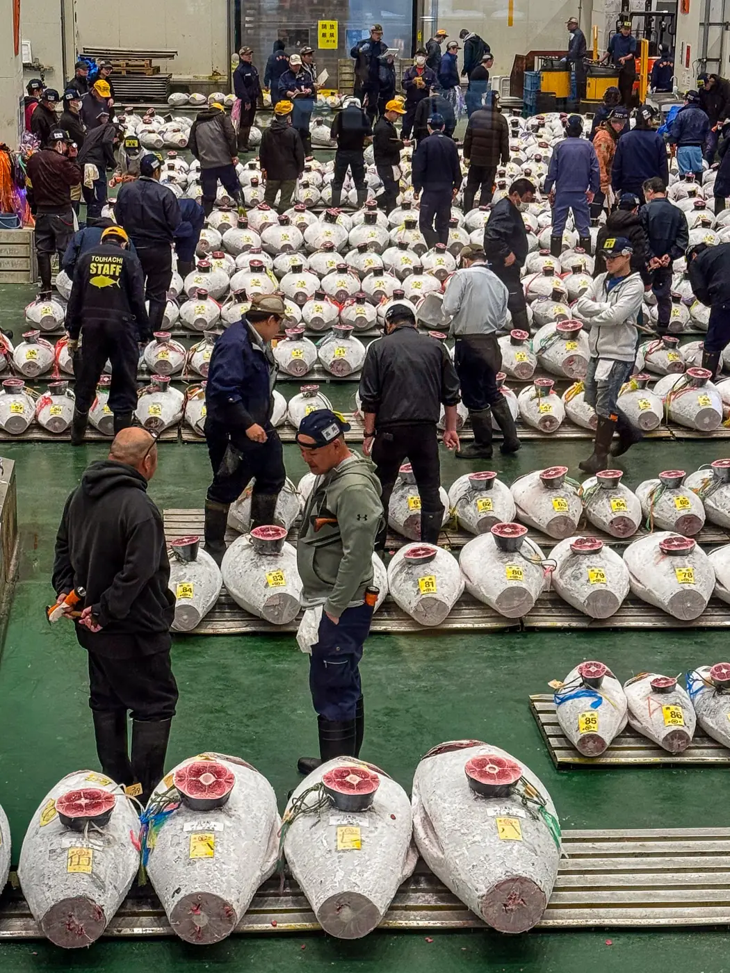 Toyosu Market buyers inspect tuna with auction in background
