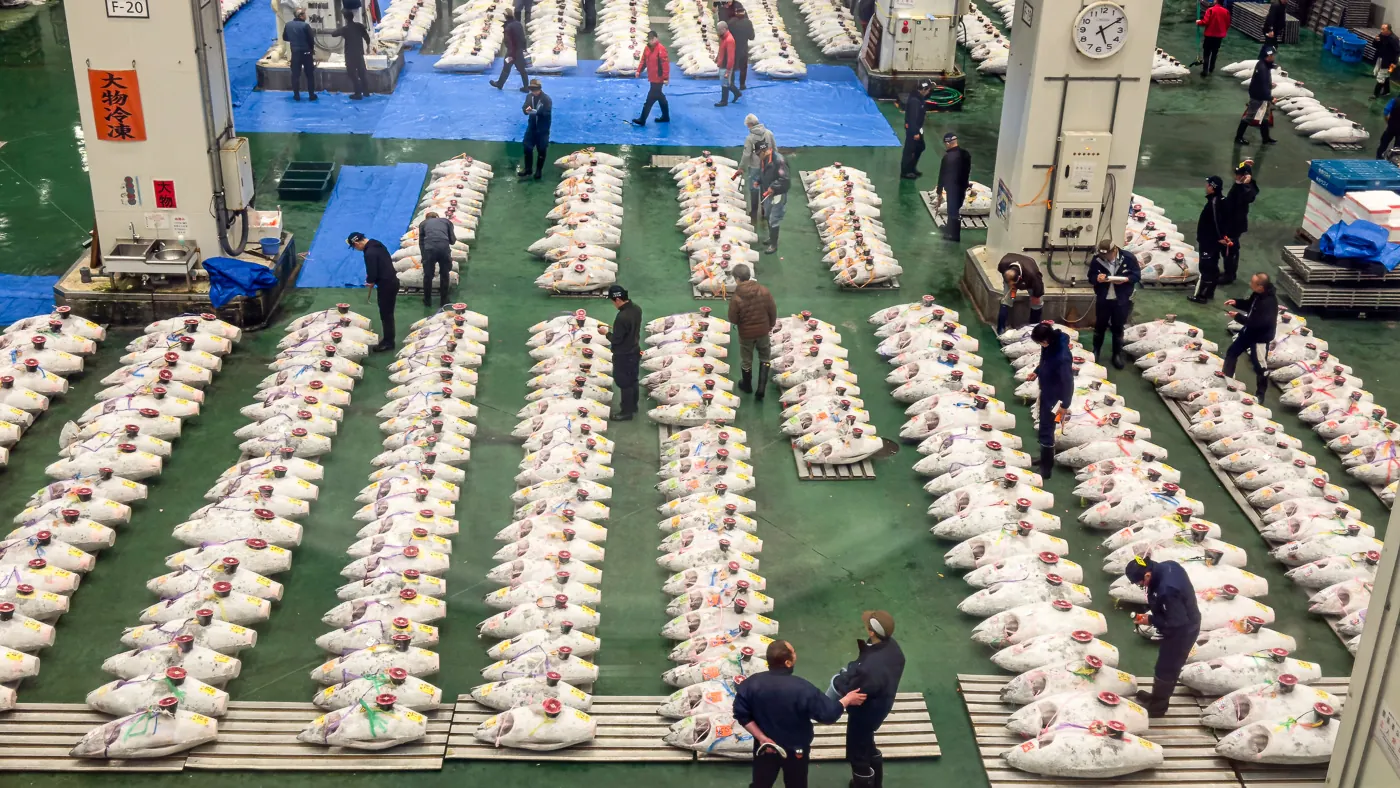 Wide-angle view of the Toyosu tuna auction floor