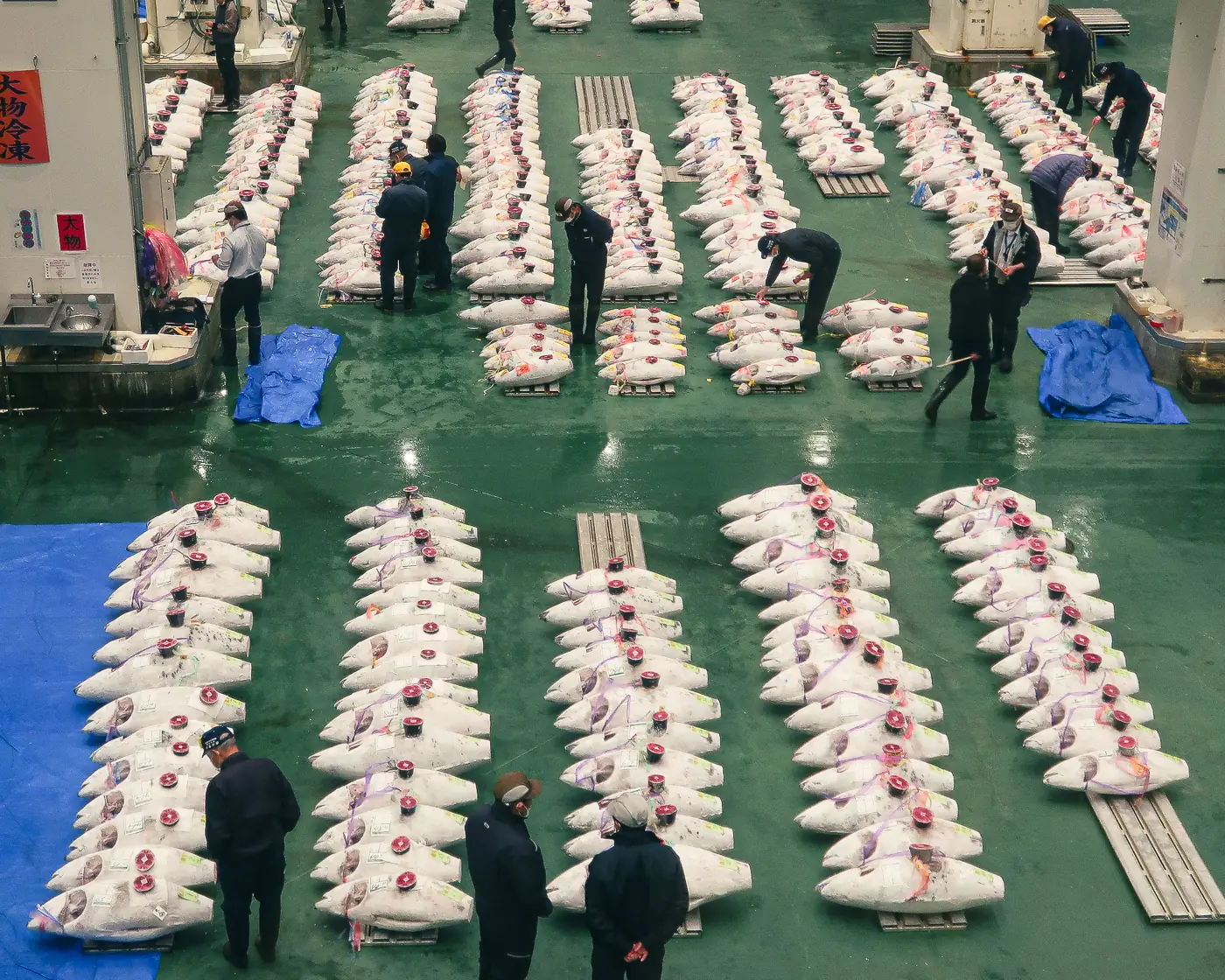 Toyosu Market tuna auction floor seen from the public viewing window