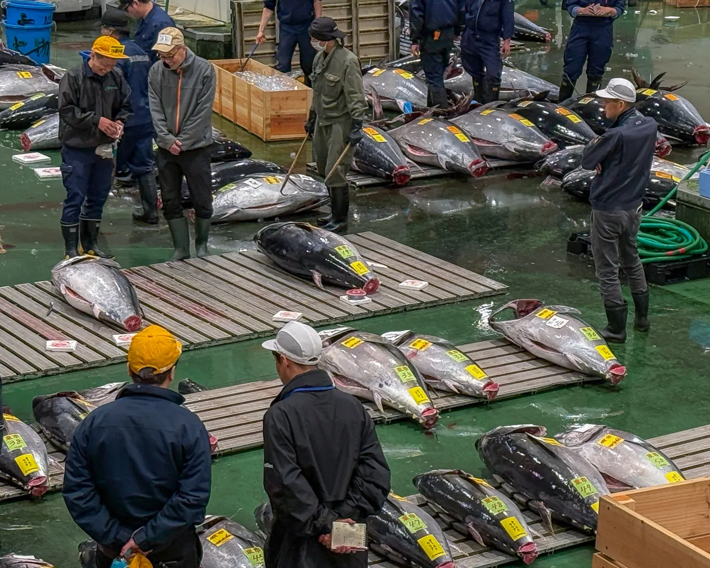 Fresh tuna on the auction floor at Toyosu Market, viewed from the observation deck