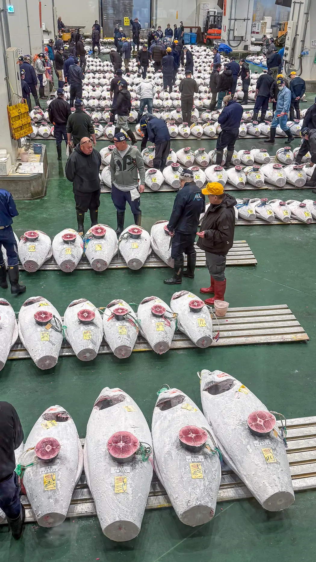 View across the tuna auctions from the observation deck at Toyosu Market