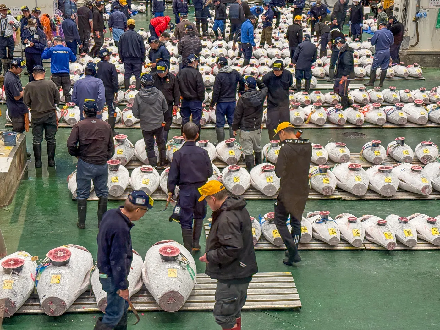 Buyers inspecting frozen tuna at Toyosu Market